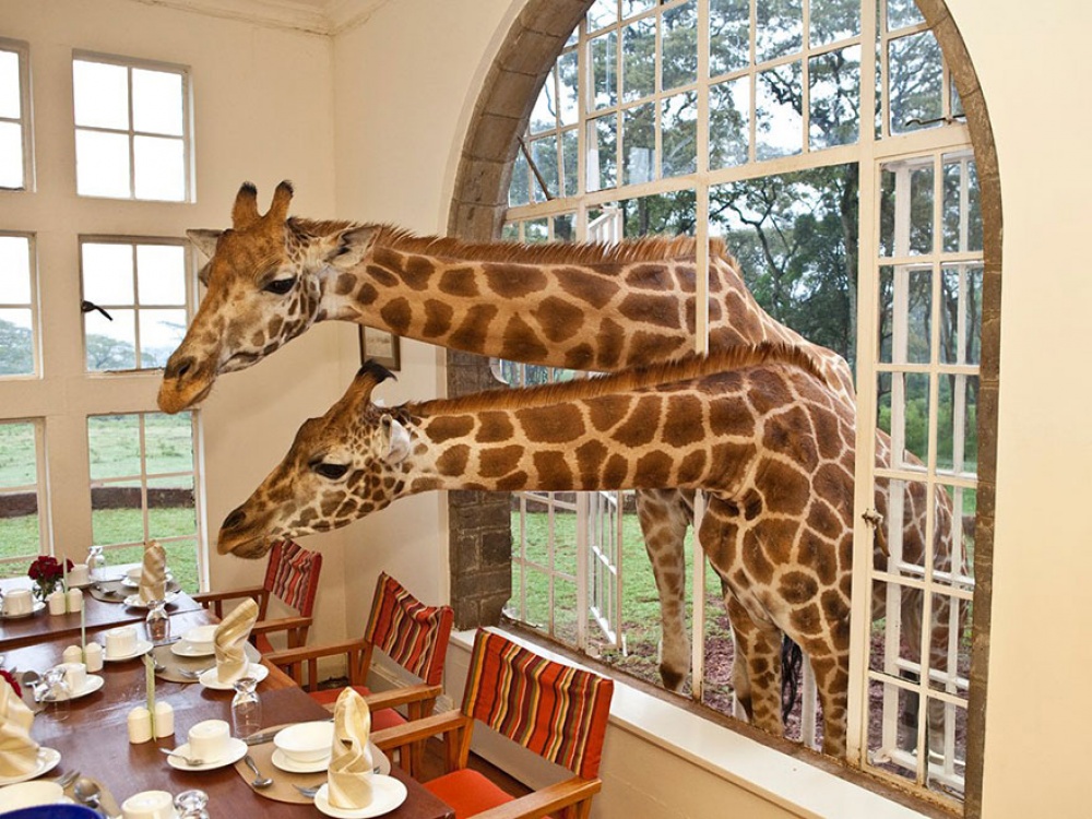 Отель с Жирафами в Кении Giraffe Manor Отель с Жирафами в Кении Giraffe Manor