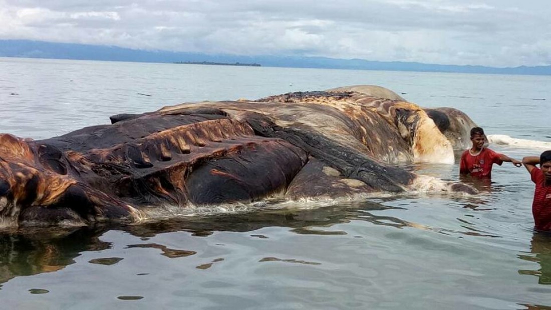 Местные жители думали, что это останки кита