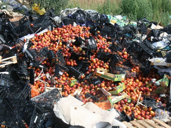 Персики собирают мешками
