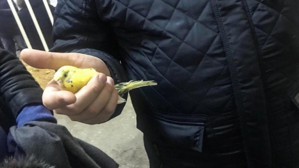 Также вытащили живого попугая