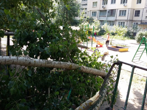 После ночного инцидента коммунальщики пообещали заняться опасными тополями