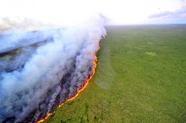 Полоса огня. Лесные пожары выжгли часть заповедника в Бразилии