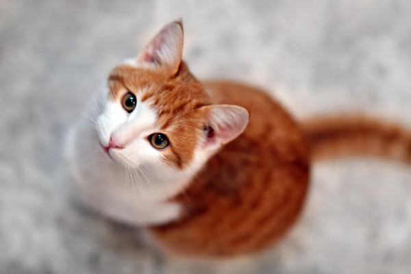 Кошки могут продлевать жизнь людям
