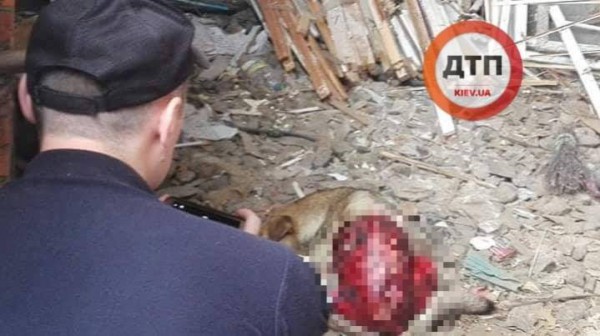 В районе нашли еще одну собаку с такими же травмами