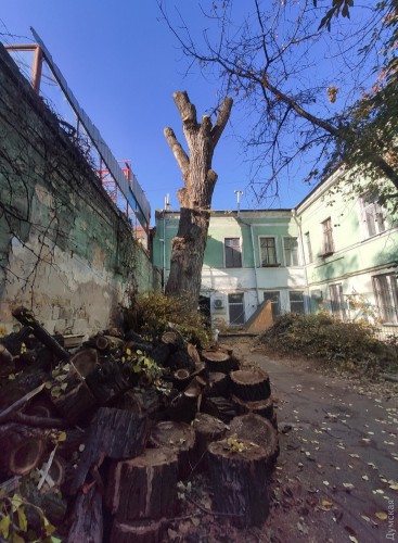 Тополь обрезали без разрешения