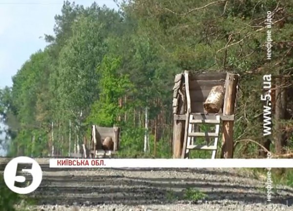 Весь лес разделен такими дорогами. Тут патрулирует охрана.