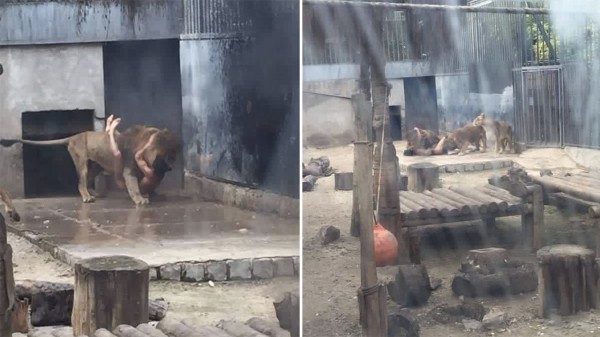 Мужчина прыгнул в клетку со львами
