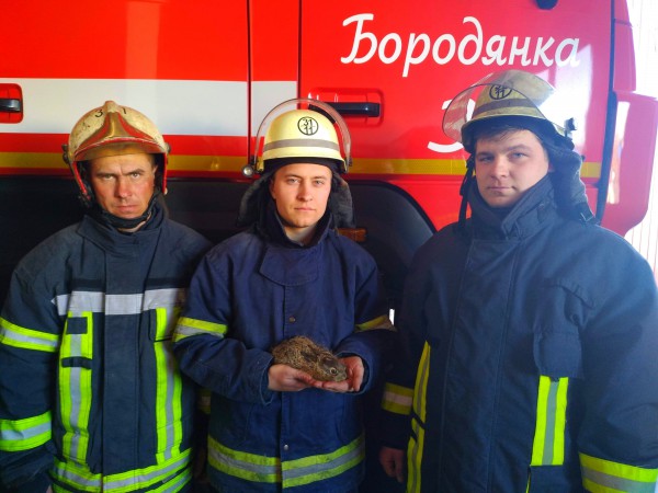 Сейчас спасенный зайчик находится у спасателей
