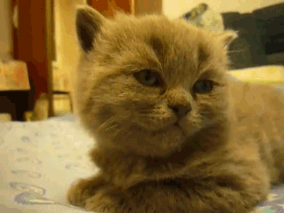 Коты понедельника