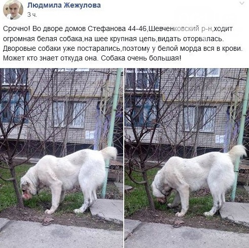 С помощью соцсетей люди пытались найти хозяев собаки