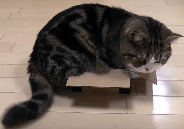 Maru - Этот японский домашний кот, является одной из самых популярных звезд YouTube. У него паталогическая любовь к коробкам.