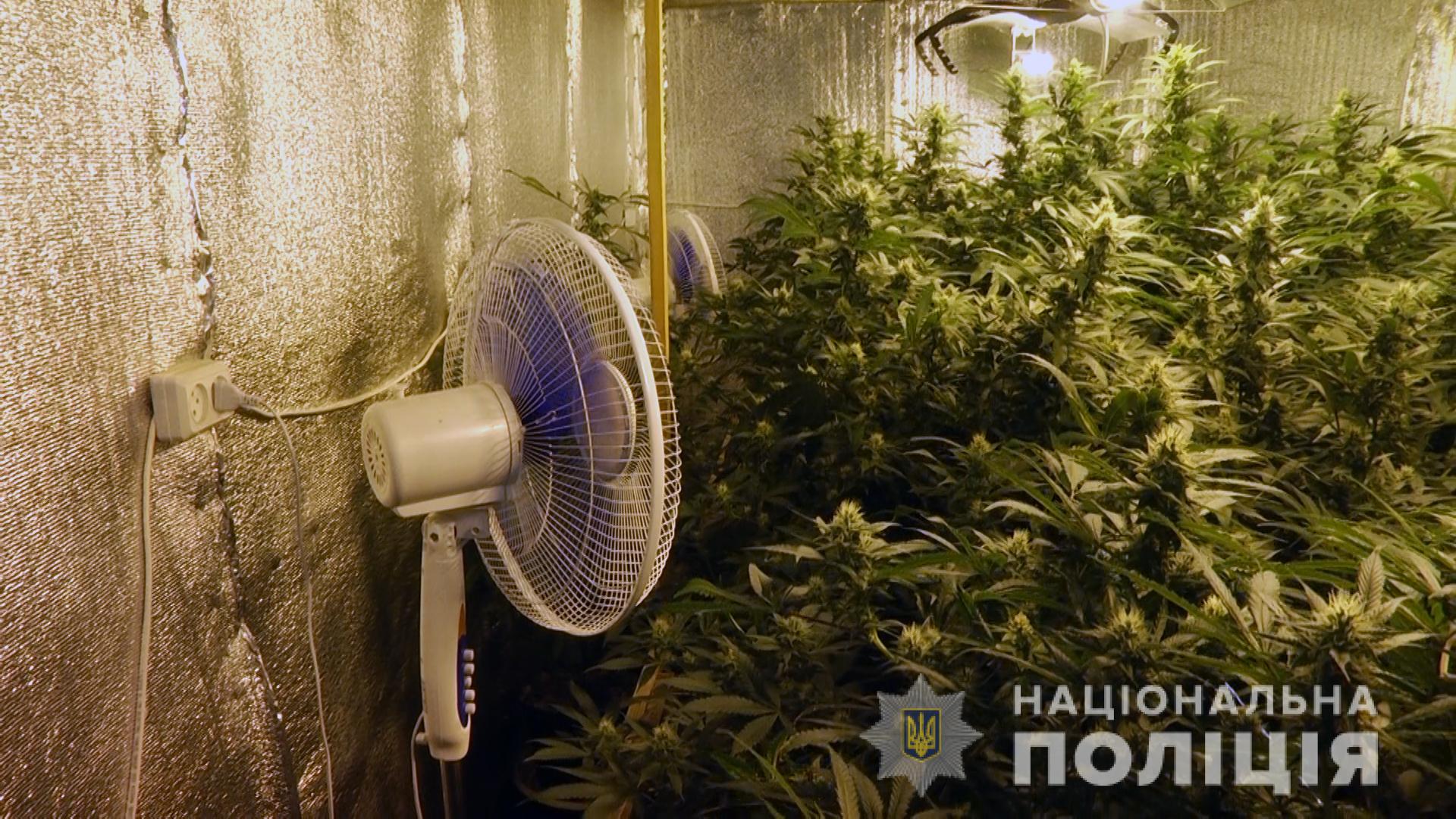 Изъято 400 кустов каннабиса