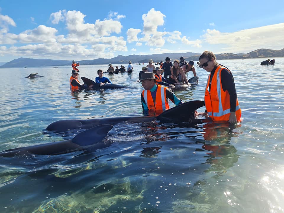 Фото черных дельфинов с места происшествия