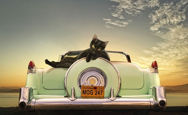 Glamour Puss 2014