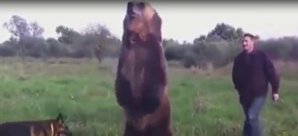 Медведь подпрыгивает и делает различные стойки