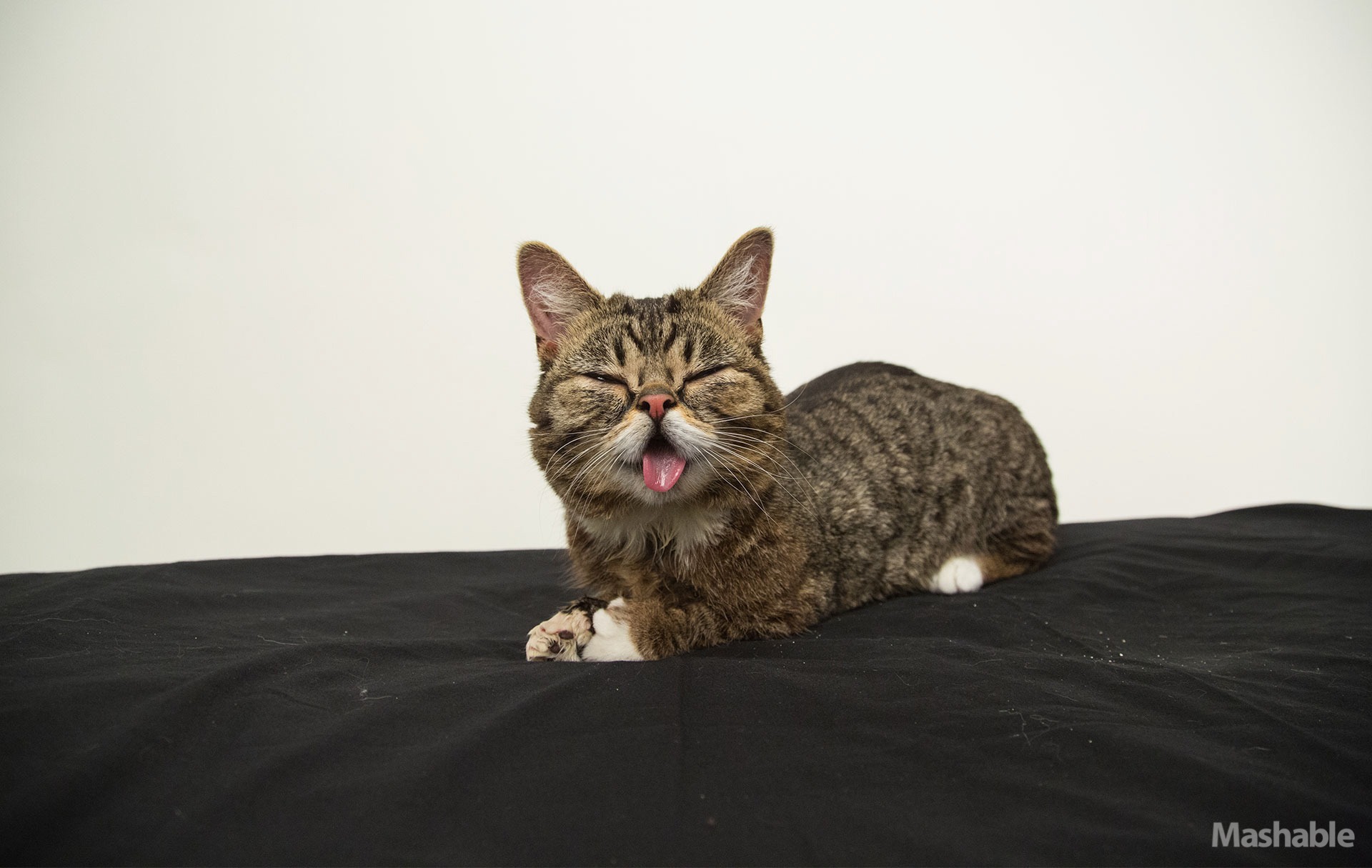 Кошка Lil Bub привыкла к всеобщему вниманию