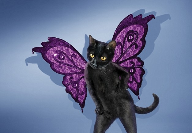 Glamour Puss 2014