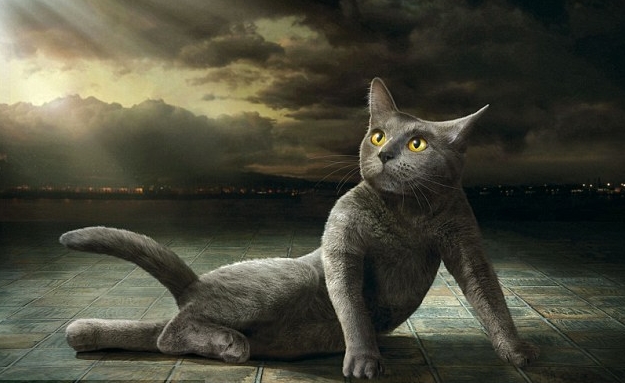 Glamour Puss 2014