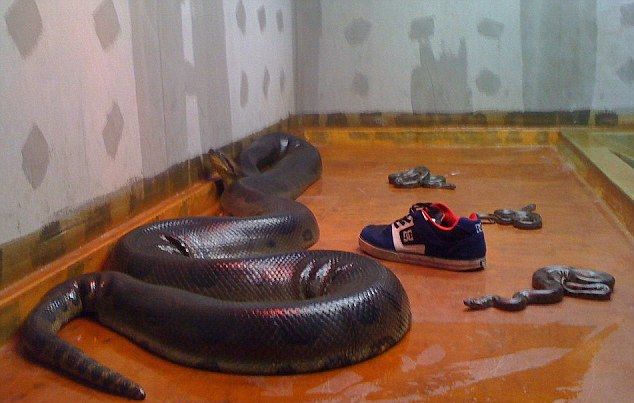 Питон, который задушил детей