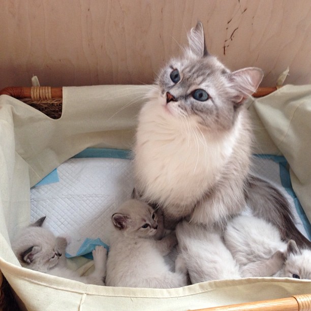 Кошка Милка с котятами