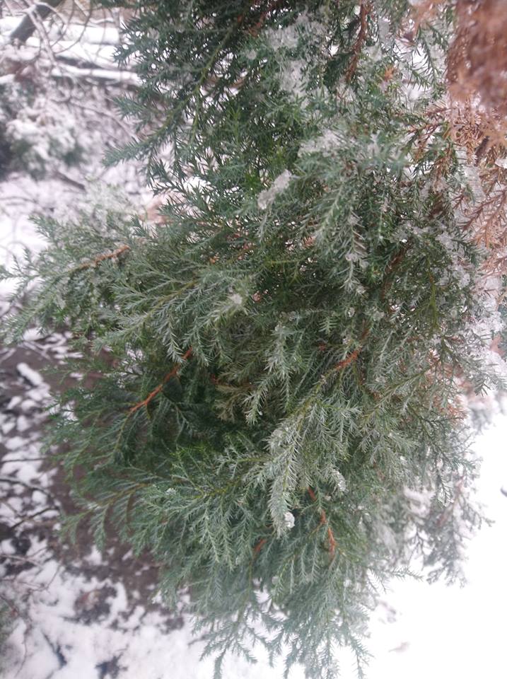 Само дерево из парка после спиливания так и не забрали
