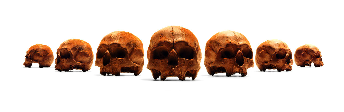 Шоколадный череп (размер реального человеческого) - 1700 гривен
