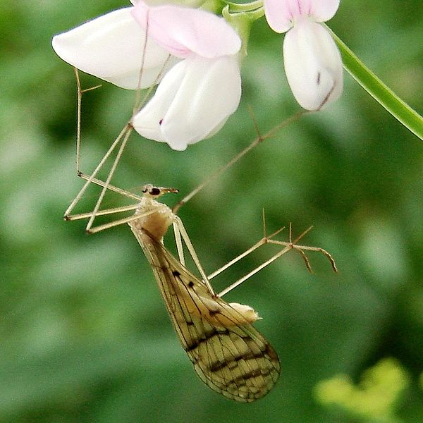 Предок древнего насекомого Bittacus strigosus