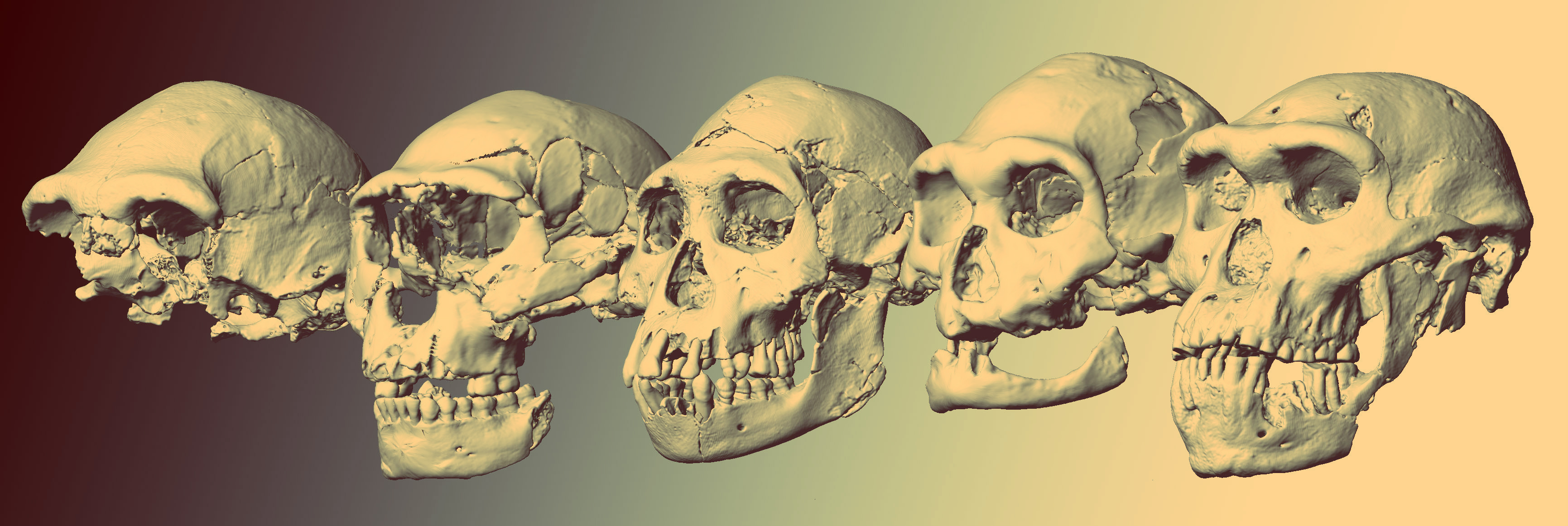 Homo sapiens возник благодаря снижению тестостерона