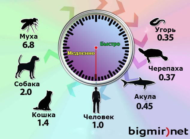 Инфографика Как течет время для разных животных