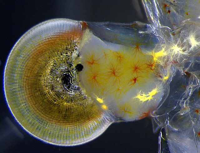 11 место. Глаз криветки-приведения (Macrobrachium shrimp). Vitoria Tobias Santos