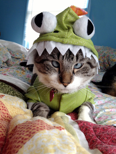 Косоглазый котик