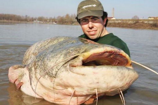Самые большие сомы водятся в России