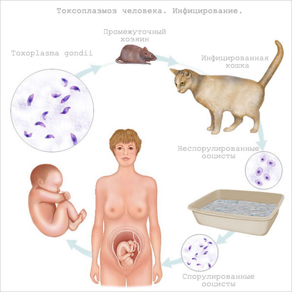Распространение токсмоплазмоза