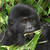 Baby Gorilla Slider Puzzle