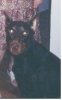 Werwolf17