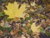 Maple+