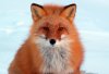Foxe