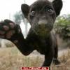 FRIC1511SASHA