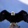 Screemin-eagle