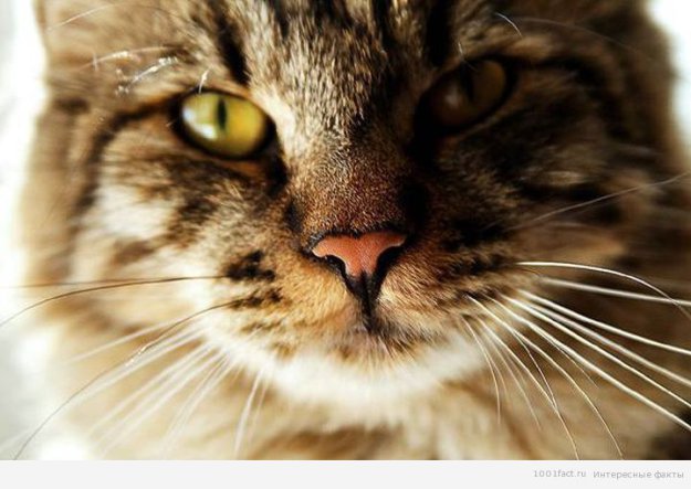 Интересные факты о кошачьих усах