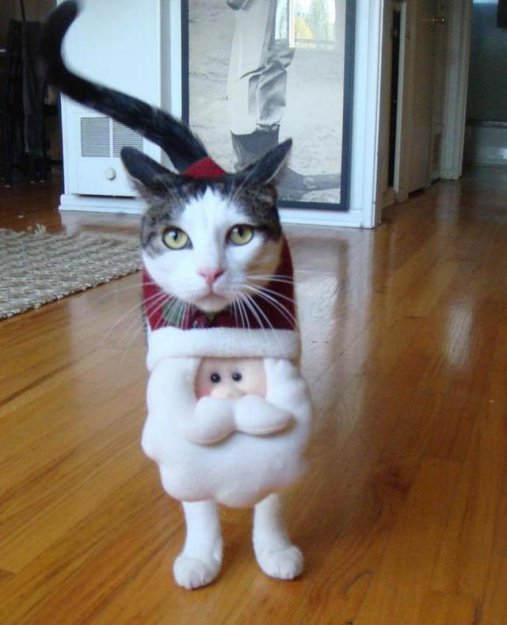 Костюм для кота Костюм для кота
