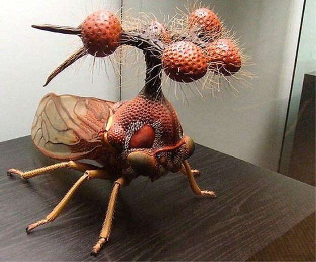 Самое уродливое насекомое на Земле