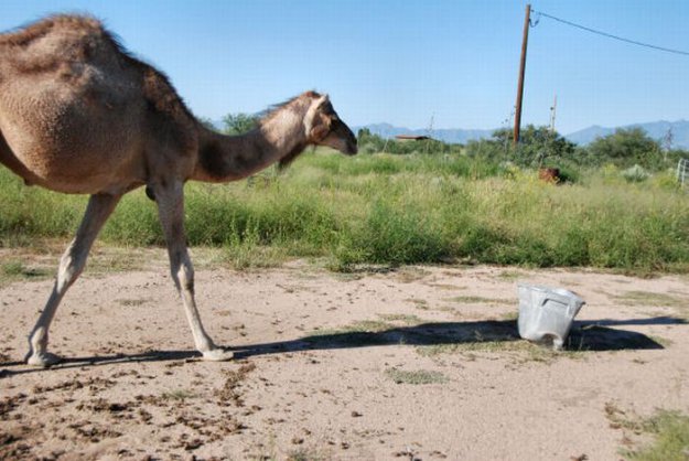 Верблюд и мусорный бак