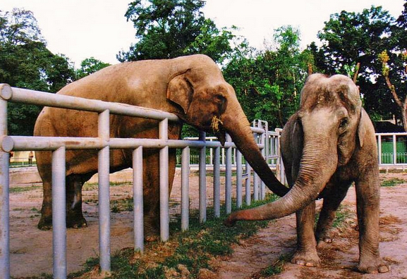 Все слоны Киевского зоопарка