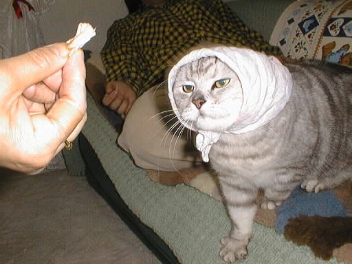 смешные коты