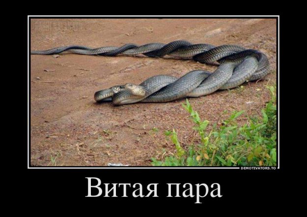 Размещенное изображение