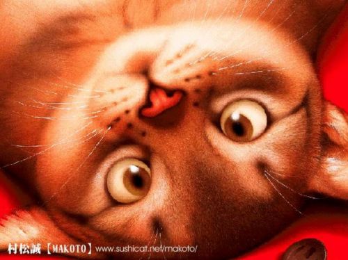 ������� Makoto Muramatsu