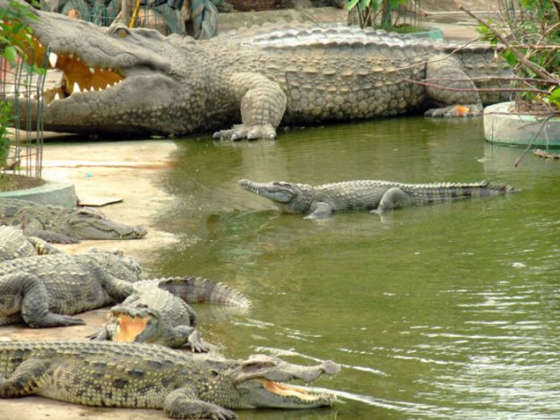 Как я кормил крокодилов