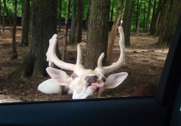 ���������� ��������