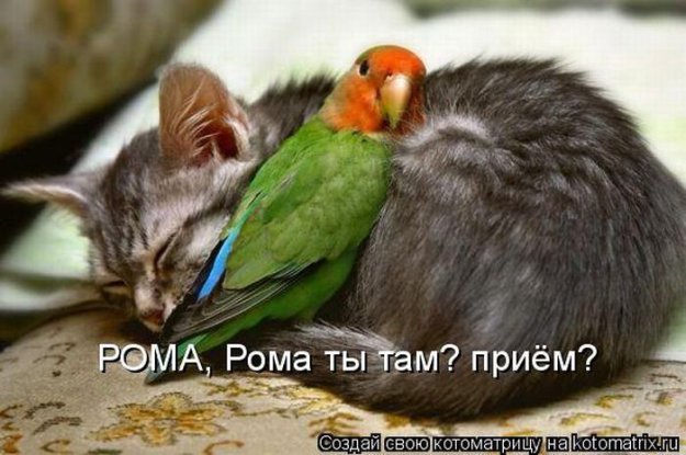 Размещенное изображение